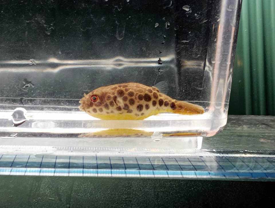 (24年生まれ)ショウテデニィx2匹